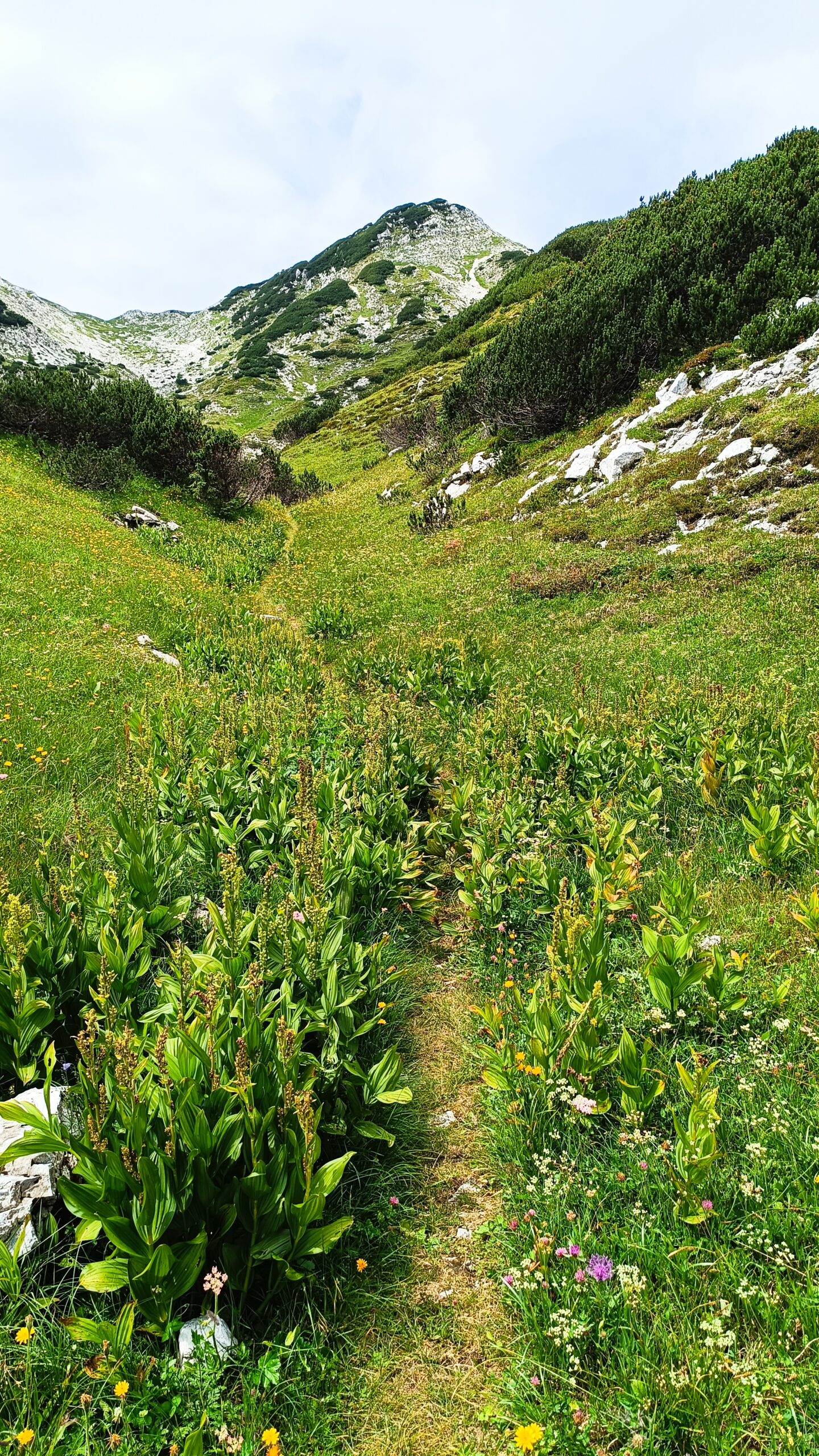 Peaceful forest hiking trail in Slovenia away from mass tourism